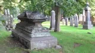 The Tree That Refuses To Die in the graveyard