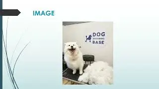 Proessional Dog Training in Bondi Junction.