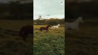🔴 Drone Captures Magnificent Wild West-Style Shot Of Horses Running Through Field 🐎 - PO Horses