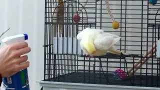 Jasper Having A Shower