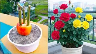 Grow rose plant easily in pot || 100% Success best tips for more flowers