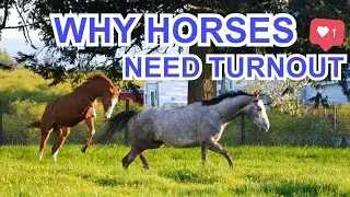 Why You Should Turnout Your Horses | *peaceful*