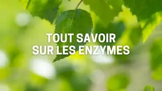 Pourquoi les enzymes sont des &eacute;l&eacute;ments essentiels &agrave; la vie ?