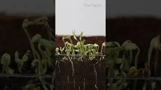 green gram #plantgrowth  #gardening #shortsfeed