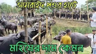 আমরাইদ পশুর হাটে মহিষের দাম কেমন!!?