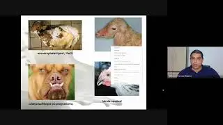 Endogamia e Cruzamento: Taxa de endogamia, Número Efetivo e  coeficiente de endogamia (aula 1).