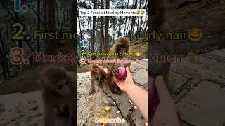 You Won&rsquo;t Stop Laughing at These 3 Monkey Moments!#funnymonkeyvideo #funnymonkeymoments #funnyshorts
