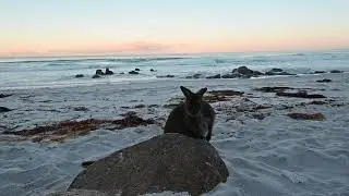 Wallaby at the beach