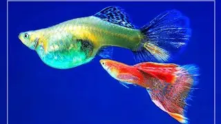 Paano malalaman kung buntis ang isda and nag bebenta rin ako ng isda guppy and molly, may free beast