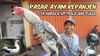 MELIHAT PASAR AYAM PANJEN MENJELANG PUASA bangkok entok babon jago ada semua disini