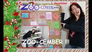 ZOO-CEMBER 🎄 1  Extra lange CAVIA video