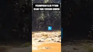 PENAMPAKAN ULAR PYTHON BESAR #ular #ularpython #python #ularsanca #ularsancakembang  #reptiles
