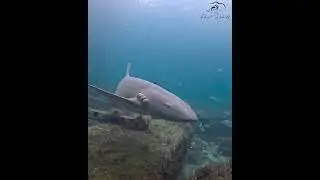 The LAKE WORTH PIER in Florida is teeming with life!