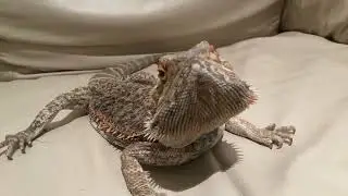 Bearded dragons