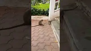 funny monkey vs garden lizard (monkey as like human warns small monkey)