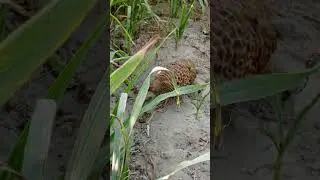 wild Partridge feeding