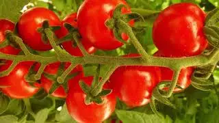 Choose International Horticultural Science - 2nd Cycle Degree