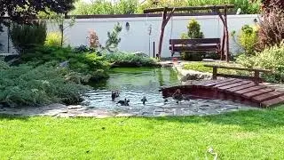 Baie rate Mandarin #like #live #duck