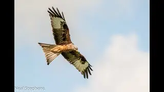 Red Kites in Northern Ireland: How red kites are wing tagged as part of red kite re-introduction.