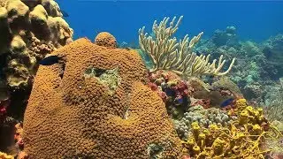 How does climate change affect oceans?