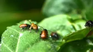 ［見島のいきものたち 3］ 葉に群がるチャバネツヤハムシ Phygasia fulvipennis