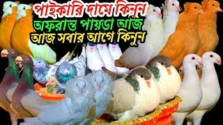 পাইকারি দামে কিনুন অফুরন্ত অসংখ্য কবুতর বিউটি বোম্বাই রেসার গিরিবাজ ককা লাক্ষা সাটিন 