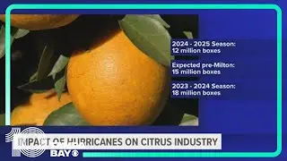 Florida citrus industry predicted to produce historic low due to recent hurricanes