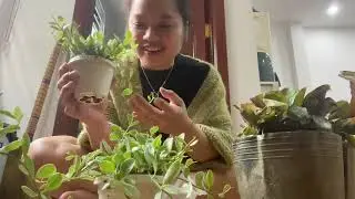 SHOP ONLINE: WINDOW HANGING PLANTS, SUPER CUTE TABLE PLANTS EP2