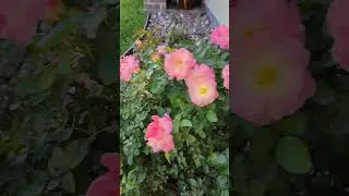 Peach Drift Rose #roses #rose #blooming #pretty