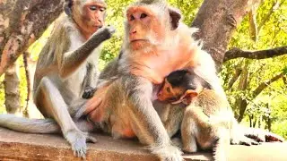 Heartwarming Moment: Growing Monkey Enjoys Fresh Milk From Old Mommy Barry