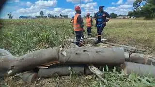 Call 0772593344 for Expert Tree Felling, Removals, Trimming, Topping, Stump Removals Harare Zimbabwe