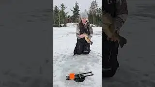 Largemouth Bass