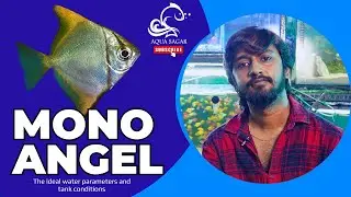 Mono Angel Fish Care Guide | Habitat, Water Parameters, Feeding & More | Aqua Sagar (Bengali)
