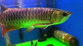Blue Base Crossback Arowana 