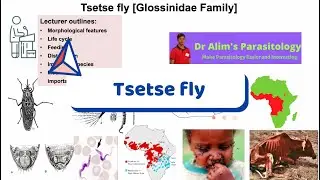 The Silent Assassin: Tsetse Flies and the Secret of Sleeping Sickness [Full lecture]