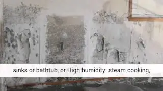 Utah Mold Removal