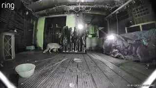 Fox and Cat Form Unlikely Truce at Backyard Feeder | Ring Camera Catches Amazing Moment