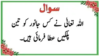 Islamic Questions Answers In Urdu - Urdu Quiz - Sawal Jawab - Islamic Paheliyan - Islamic Maloomat