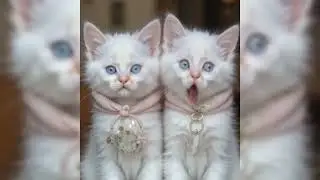 Kitten videos all in one❣️ cute cat videos #cartoon #cutecat #adorablekittens @happykids_5911 