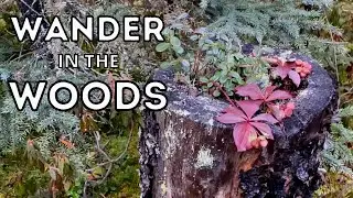 Fall In The Yukon Wilderness - Off Grid Cabin