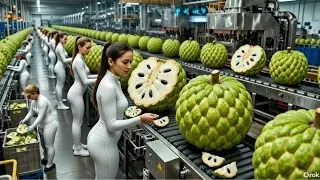 How Millions of Custard Apples Are Processed Inside a Modern Factory  From Harvest to Irresistible.