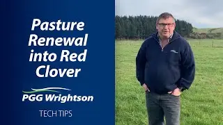 Обновление пастбищ с помощью красного клевера | Технические советы от PGG Wrightson