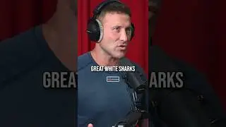 Humans Are APEX Predators!