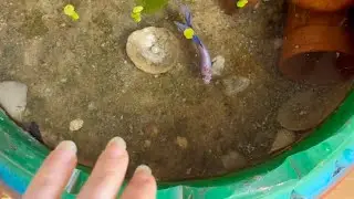 DIY ideas on how to keep pet fish bettas in minipond! ( uncut version)