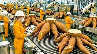 Inside the 1,000,000-Ton Cassava Plant &ndash; The Terrifying Rasping of Modern Tapioca Starch Productio