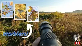 Fall BIRDING in Nova Scotia - Looking for Warblers (POV Bird Photography)