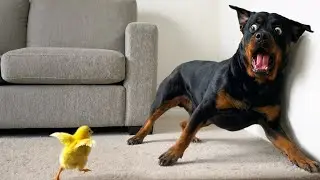 Quand des Bébés Animaux Mignons Se Transforment en Comédiens 😂 Vidéos d'Animaux les Plus Drôles