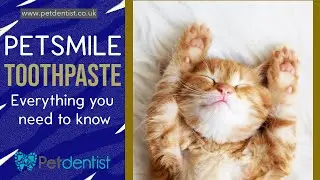 Petsmile Toothpaste [UK] - Best Cat Toothpaste No Brush Cat Dental Care When Cat Teeth Cleaning