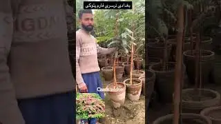 Cassia Nodosa | The Beautiful Pink Shower Tree | Baghdadi Nursery Farm #garden #gardeningtips