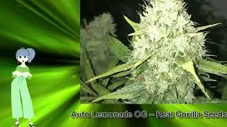 Auto Lemonade OG &ndash; Real Gorilla Seeds